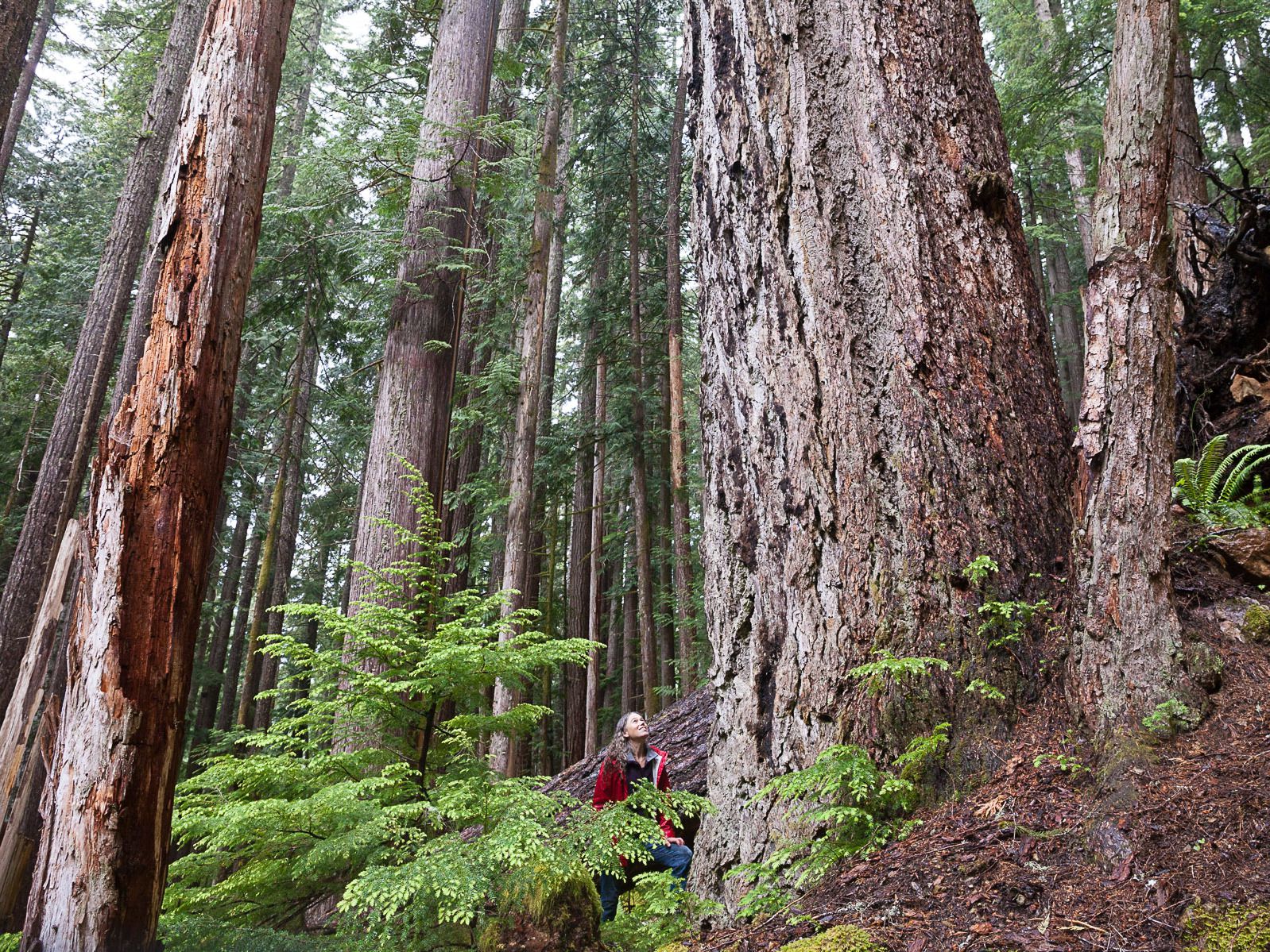 Gaby Wickstrom: Old growth logging ban would severely damage forest reliant communities
