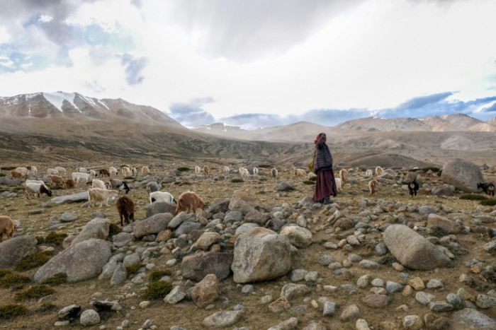 Climate change hangs over Changpa nomads, fine pashmina wool