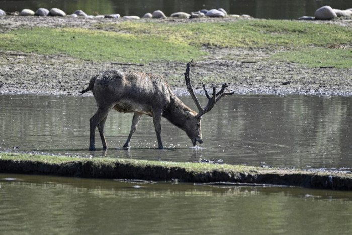 Asian deer's comeback marks rare China conservation success
