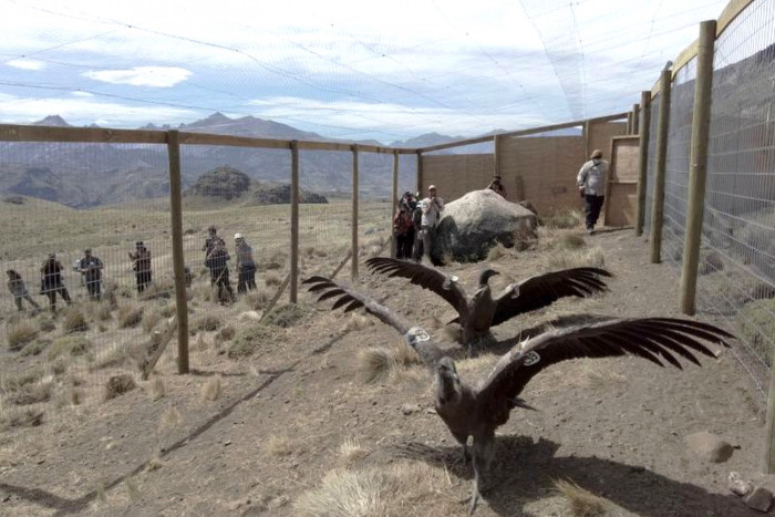 Rescued condors spread their wings in Chilean Andes