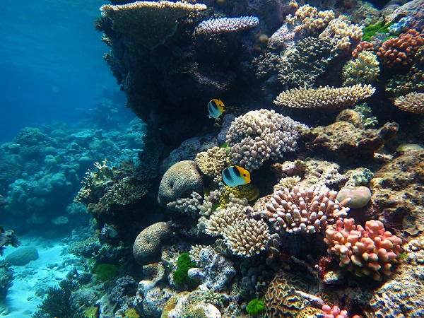 海洋奇观或将不复存在 2100年珊瑚或将消失