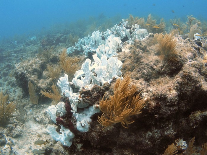 如果所有的珊瑚礁都死了，地球还能维持原样吗?