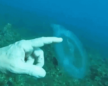 潜水员深海发现神秘海洋生物：全身透明还不怕人