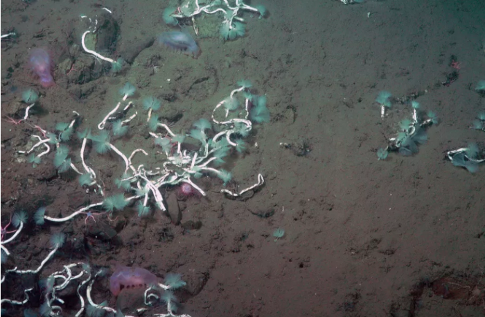 研究发现深海管状蠕虫与食甲烷细菌的共生关系 可捕获甲烷