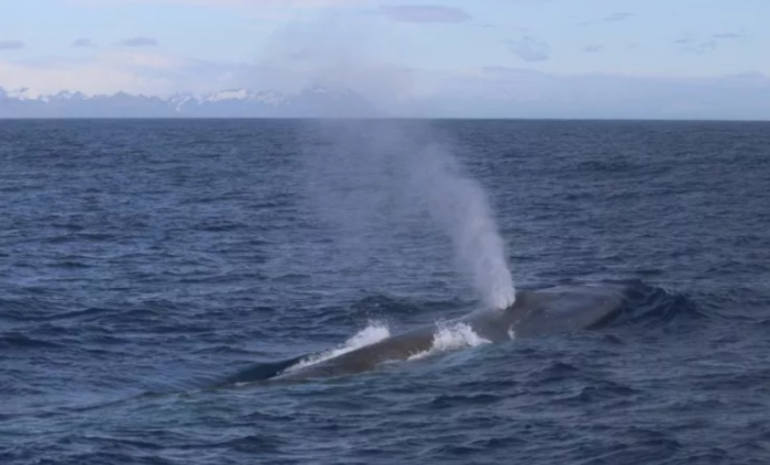 科研团队发现蓝鲸时隔50年重返南乔治亚岛