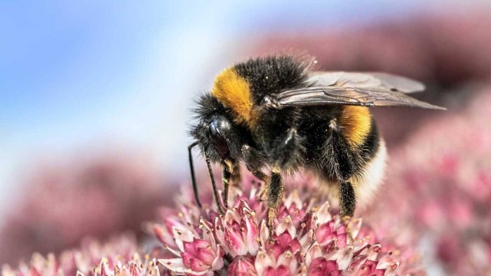 体型较大的熊蜂在飞行中会努力学习更好的花蜜在哪里