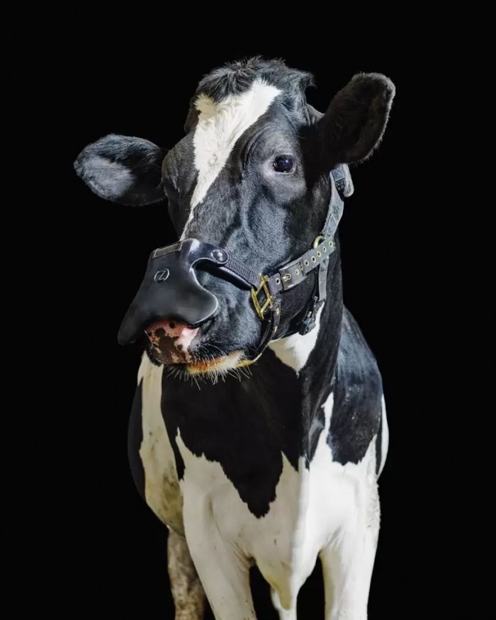 英国科技公司研发“牛用口罩”：减少碳排放 造福人类