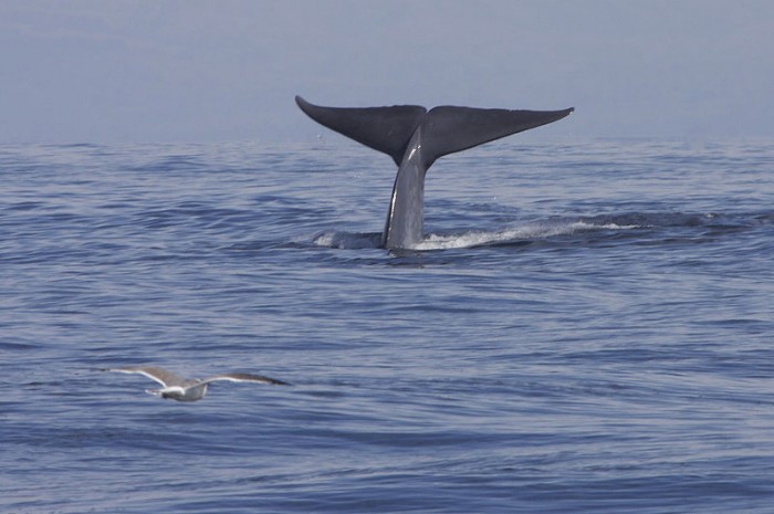 鲸类如何影响地球的气候变化？