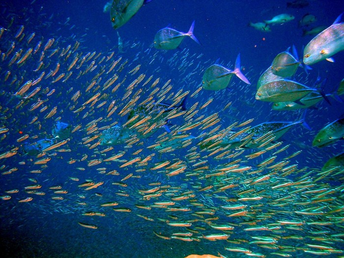 公海海洋生物是否拥有“财产权益”?