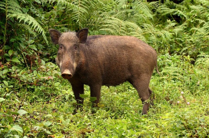 研究：“破坏者”野猪对雨林多样性为维持起重要作用