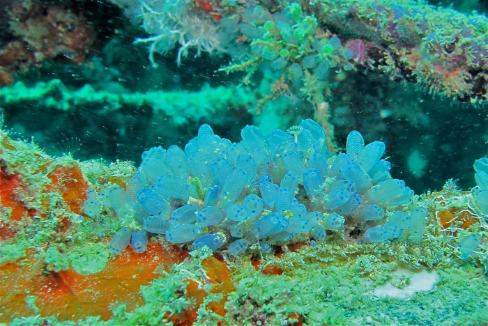 研究表明海鞘可被用于追踪海洋中的微塑料