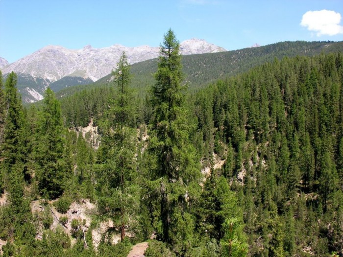森林与气候变化：研究人员称“我们无法通过植树来摆脱气候危机”