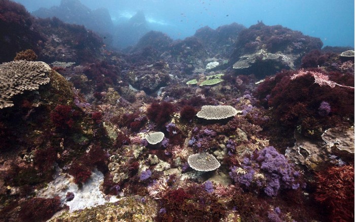研究：温带海洋生态系统正变得愈发简单，生物多样性在不断流失