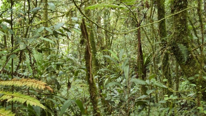 新指数对热带雨林对气候和人类影响的脆弱性进行评级