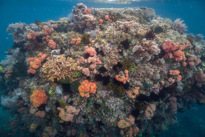 研究发现“超级珊瑚”区域在极高的二氧化碳水平下依然蓬勃发展