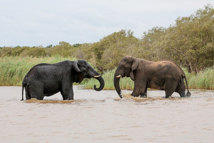 研究：激烈的象牙偷猎导致非洲象发生了快速的无牙进化