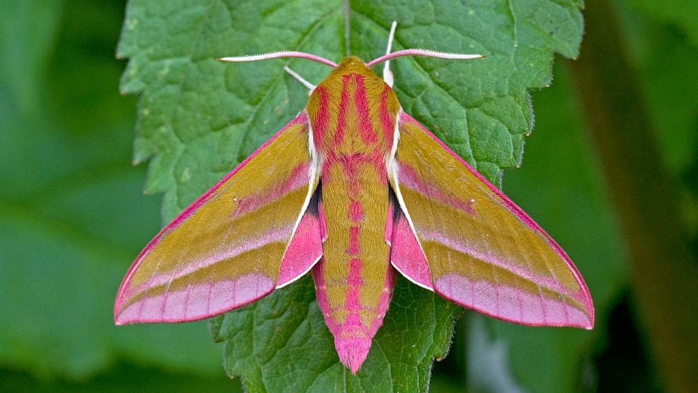 Could moths be the secret to understanding climate change?