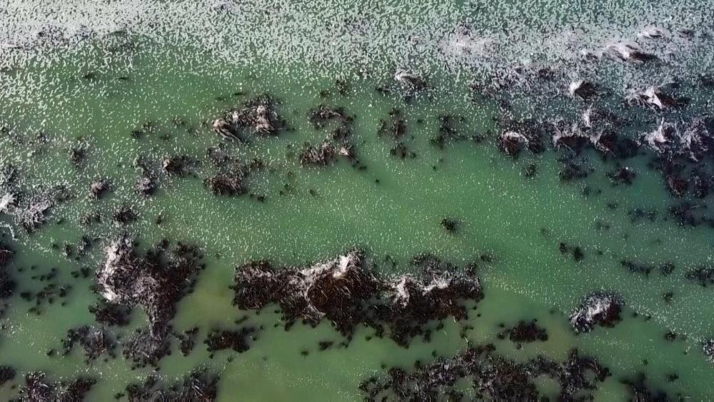 Scientists use drones to document the return of Californian kelp forests