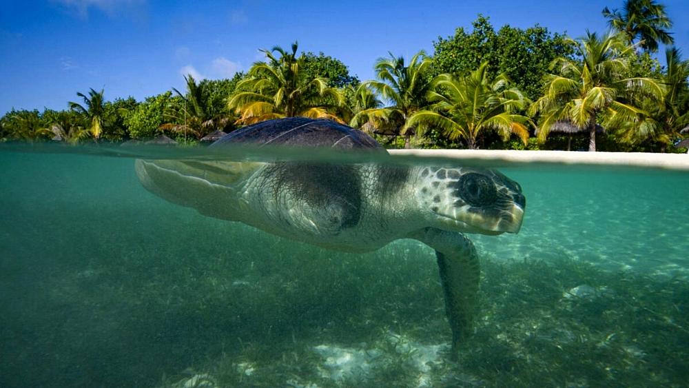 Meet the flying sea turtle who travelled 8,000 kilometres to Scotland
