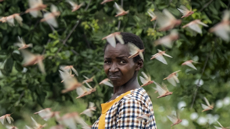 Biblical 'super-swarms' of locusts devour African crops