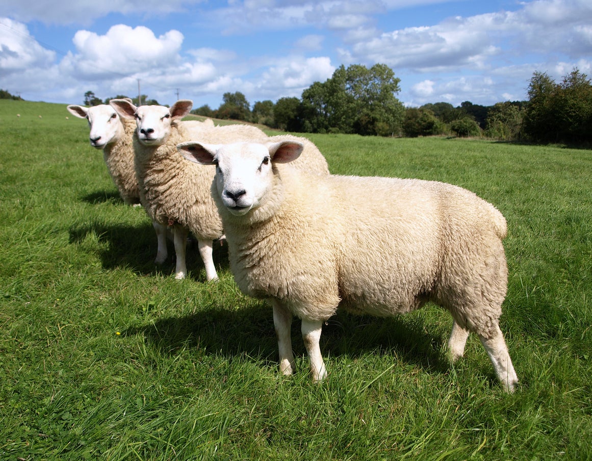 Britain needs more trees to fight the climate crisis, could sheep farms be the answer?