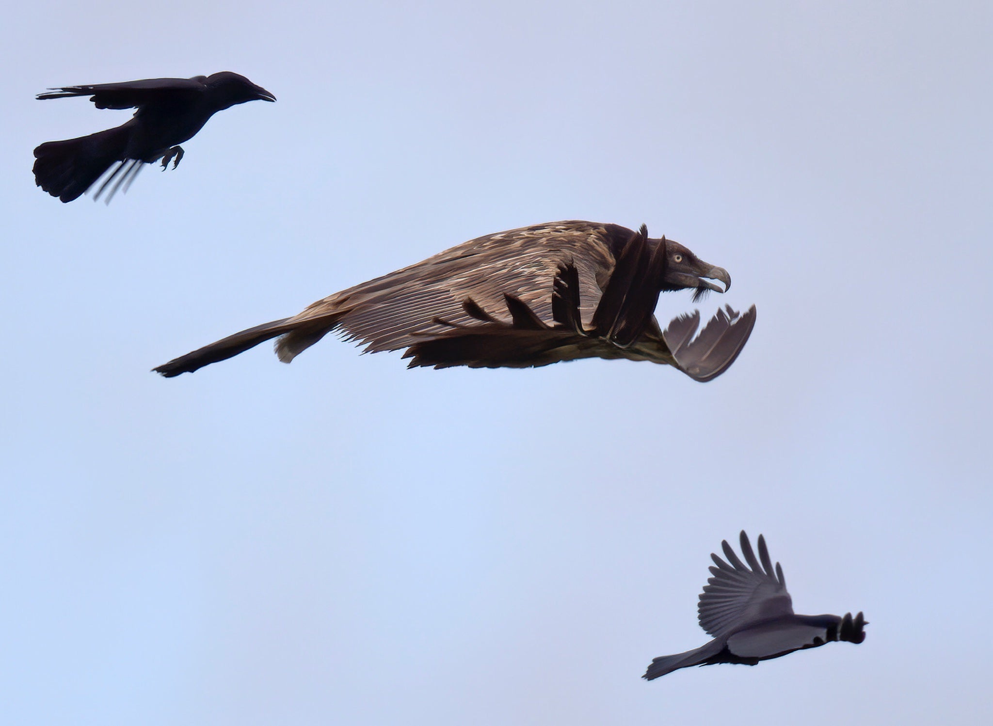 Rare bearded vulture leaves UK for France after summer soaring over Peak District