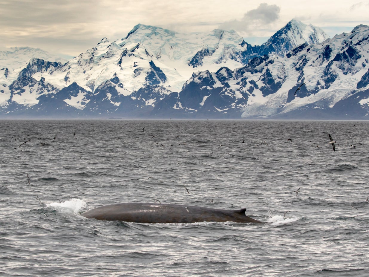 ‘Hugely exciting’: Blue whales returning to South Georgia after near extinction