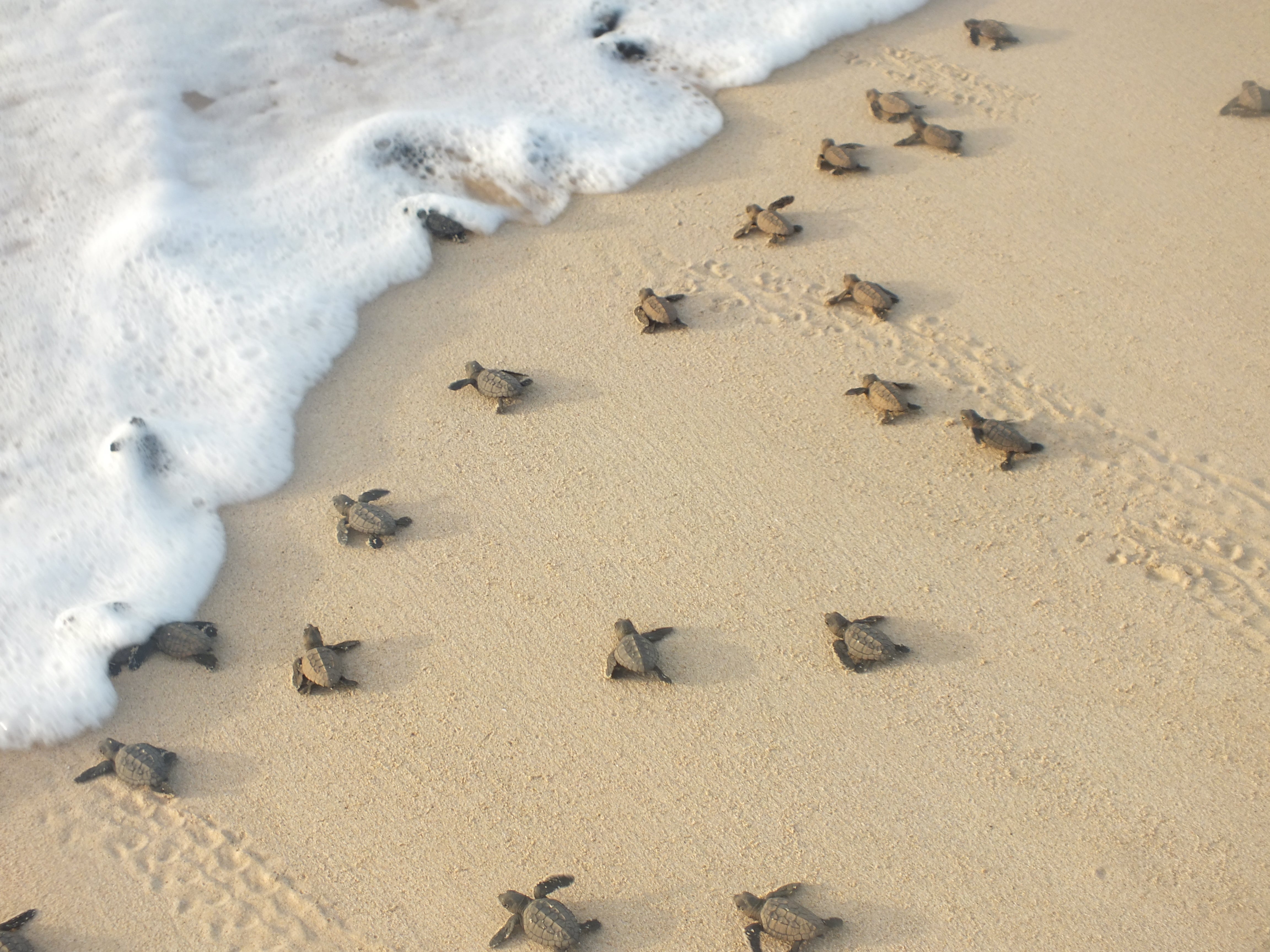 Global heating could harm the survival of loggerhead sea turtle hatchlings