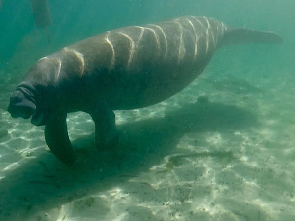 More than 600 manatees died in Florida waters in 2020
