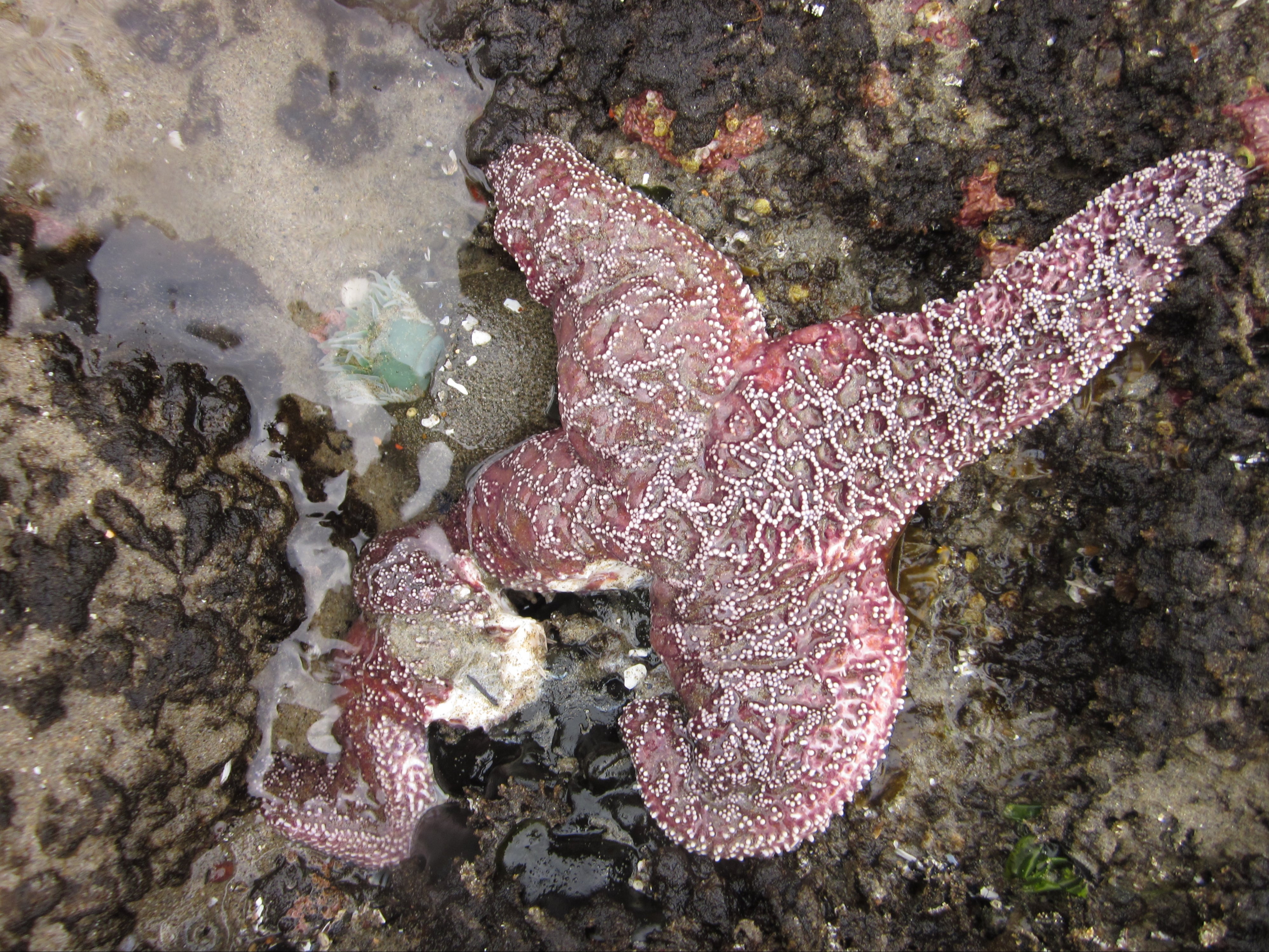 Climate crisis: Warming oceans linked to mass starfish die-offs around the world