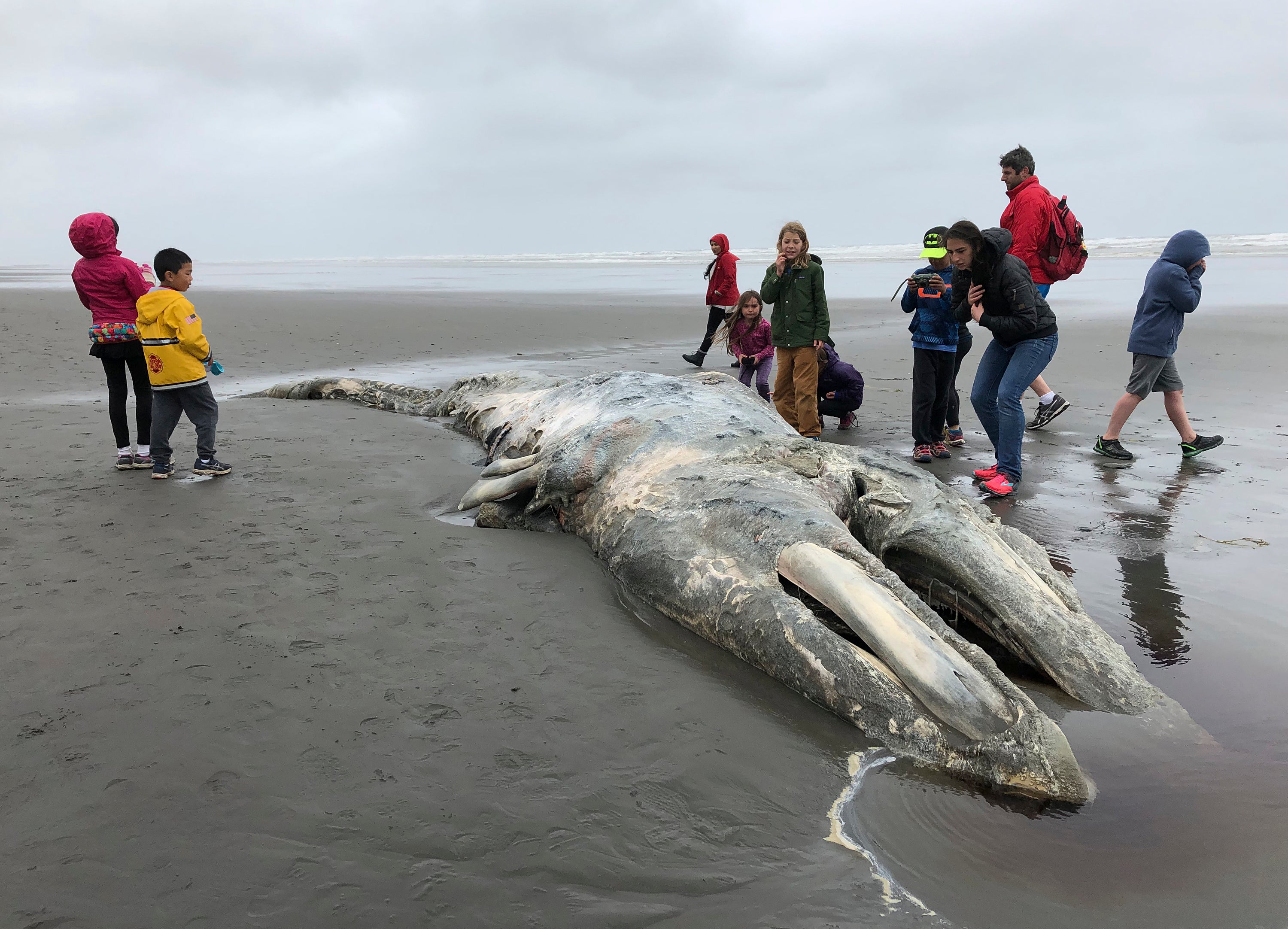 Gray whale population drops by quarter off U.S. West Coast