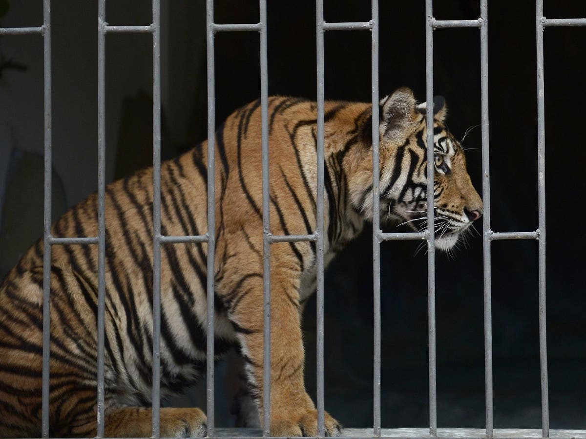 Stop the Illegal Wildlife Trade: How China’s overseas Special Economic Zones risk helping traffickers