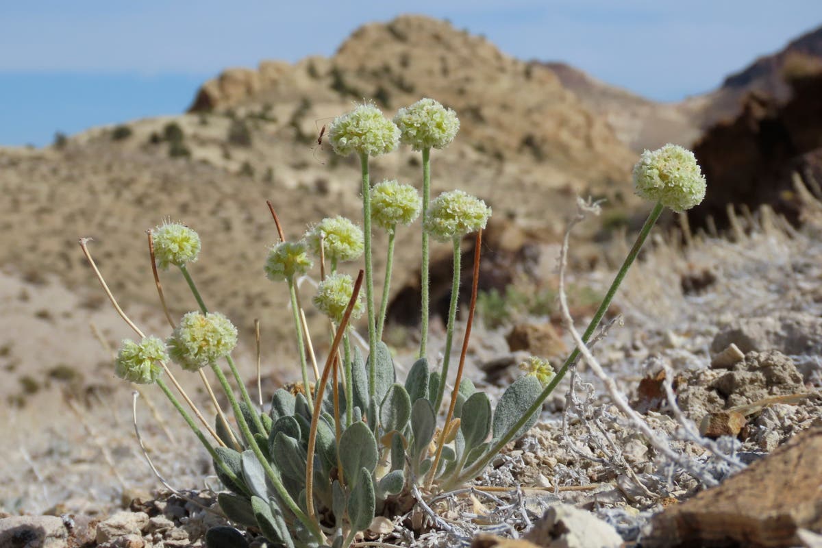 Federal agency: Nevada flower near mine should be protected