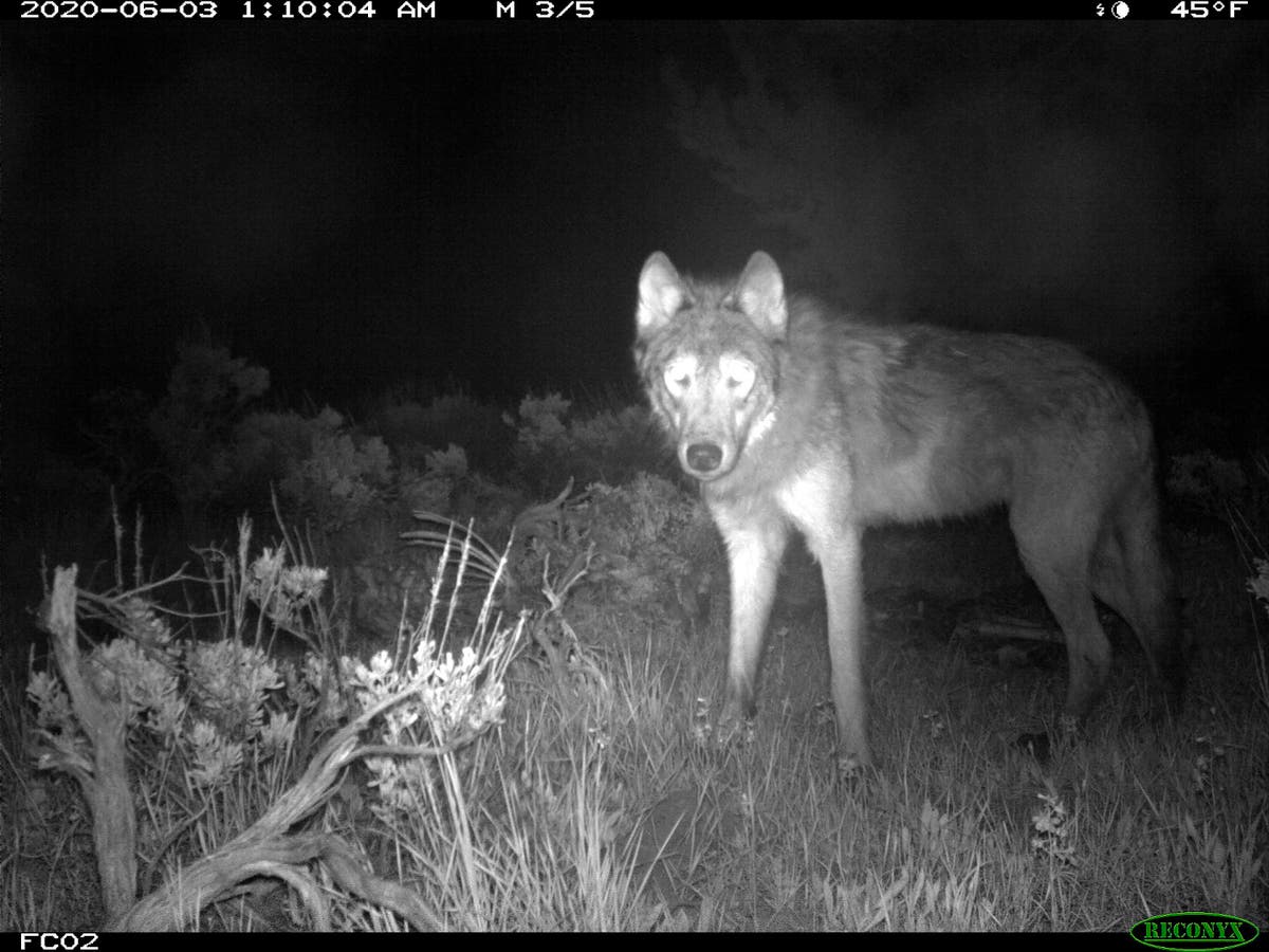 Gray wolf pups spotted in Colorado for the first time since the 1940s