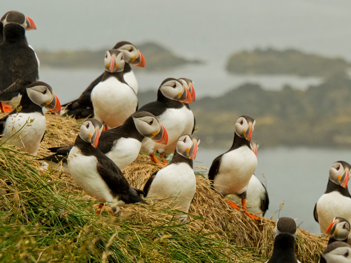 Climate crisis is already killing Britain’s birds and 90% of puffins could be dead by 2050