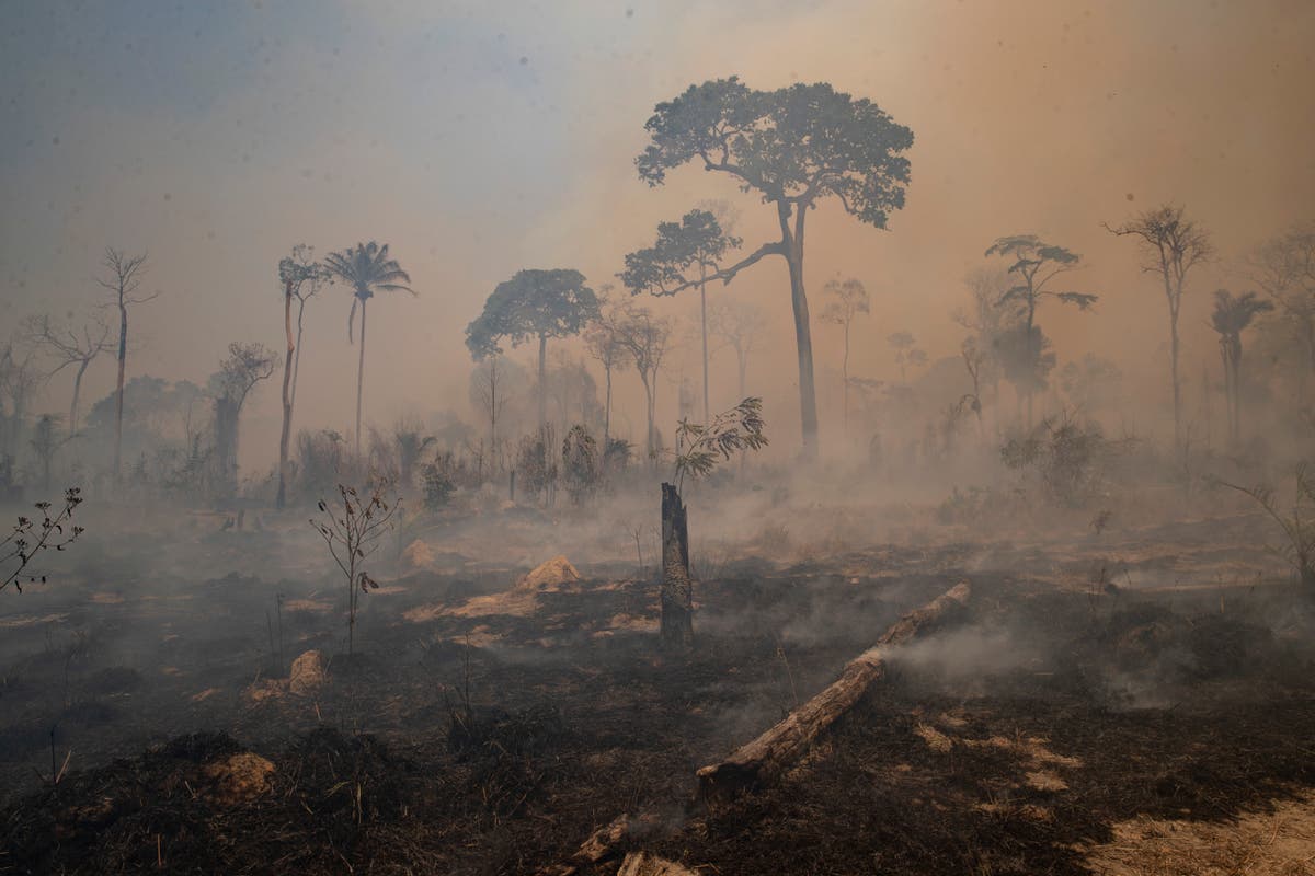 Landmark deforestation law ‘may only have limited impact’
