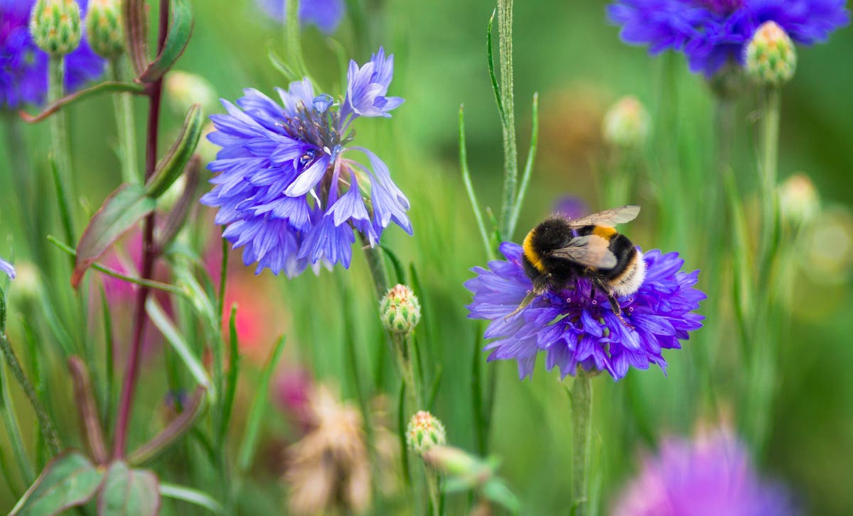 Farm pesticides killing twice as many bees than first thought, study finds