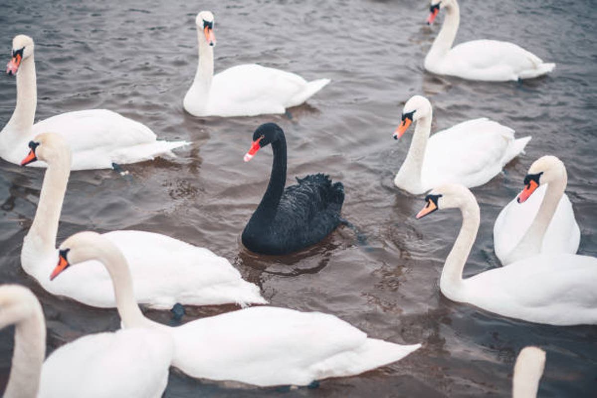 What is a ‘black swan’ event and why are they key to the climate crisis?
