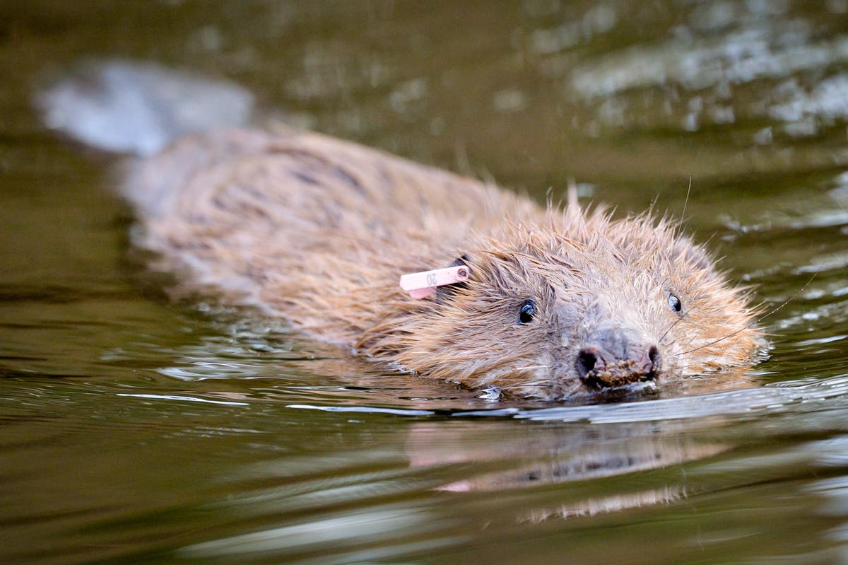 How the return of beavers is benefitting brown trout in Scottish rivers