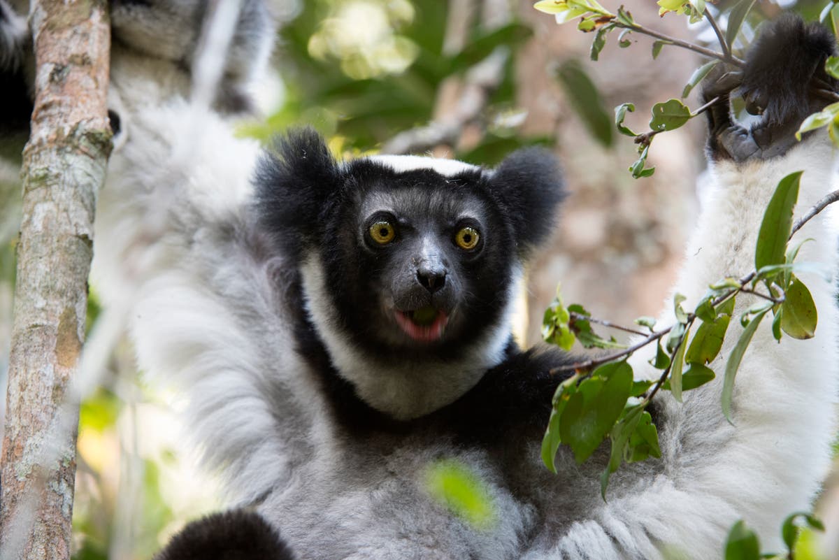 Singing lemurs have rhythm just like humans, study finds