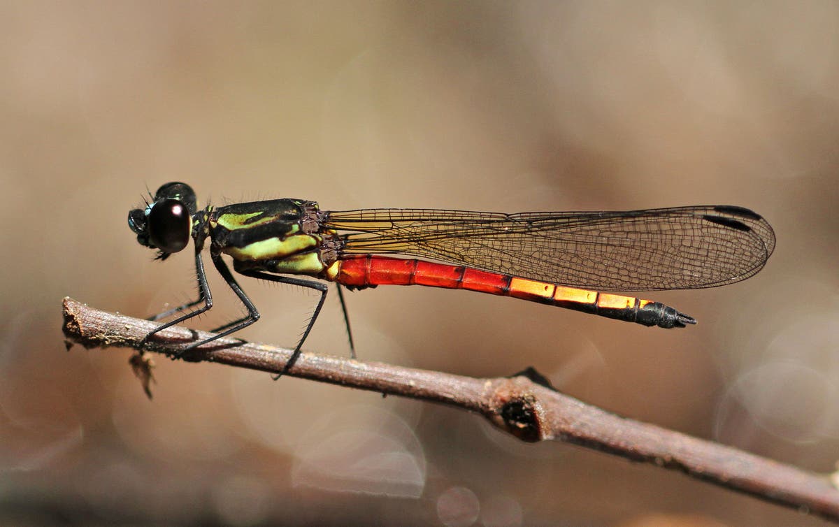 Dragonflies at risk of extinction as world’s wetlands disappear