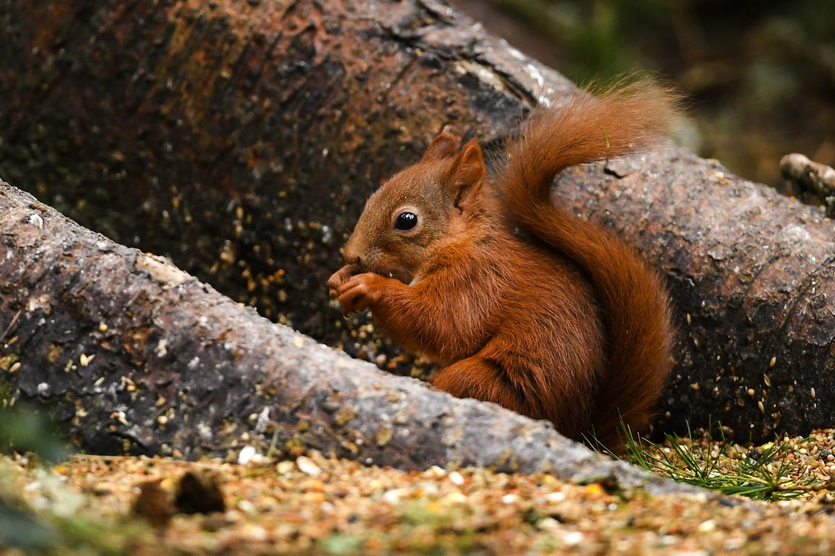 Fight to save red squirrels jeopardised by non-native conifer plantations
