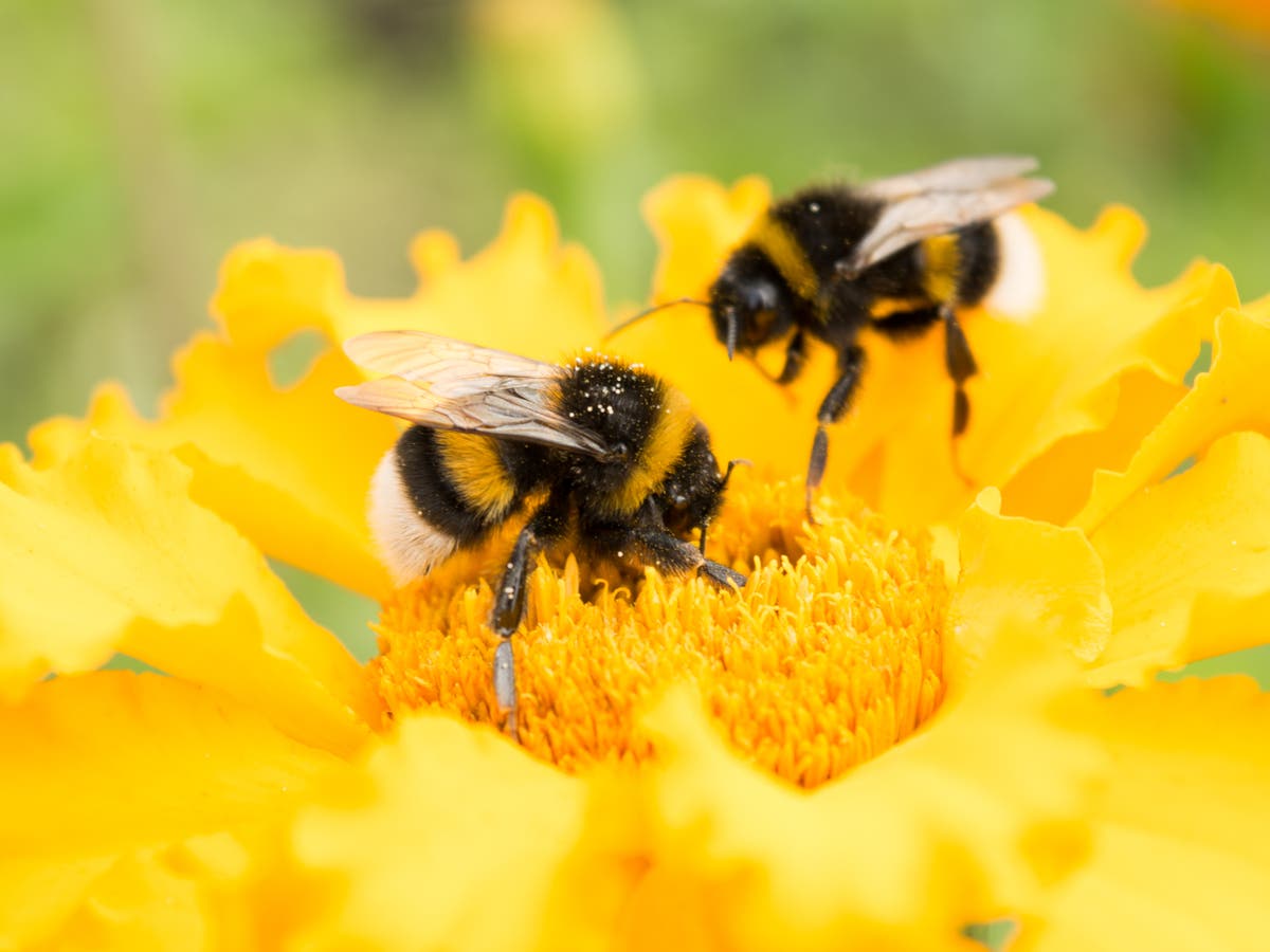 Air pollution reduces pollination by changing how insects smell flowers, study finds