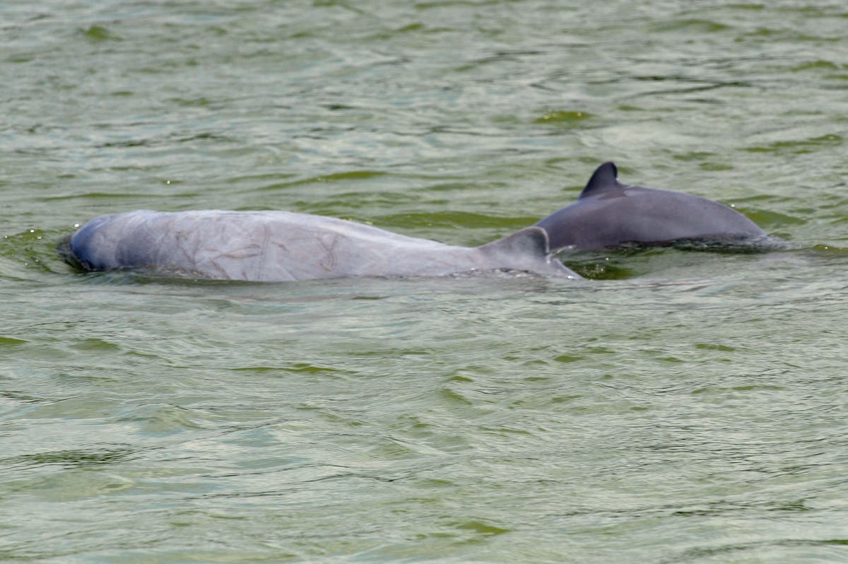 Last known freshwater dolphin in northeastern Cambodia dies
