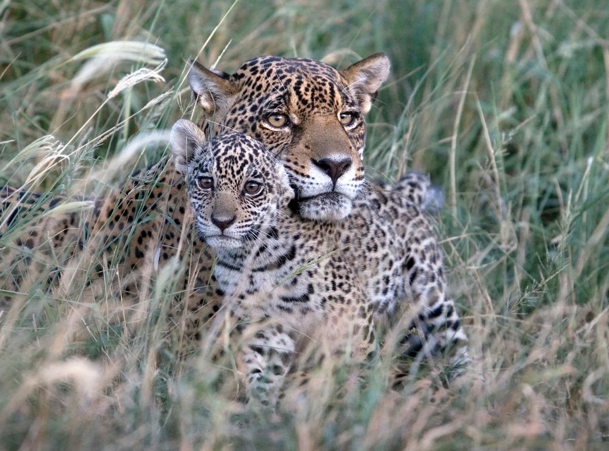 Motherly love: A surprise big cat encounter that took five years to capture