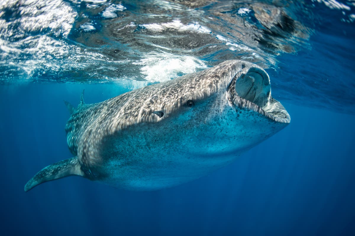 Deadly ship strikes on endangered whale sharks could be causing fall in numbers, research finds