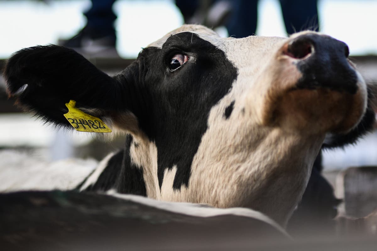 Super-charged cat litter could fight methane-emitting cow burps, MIT team discover
