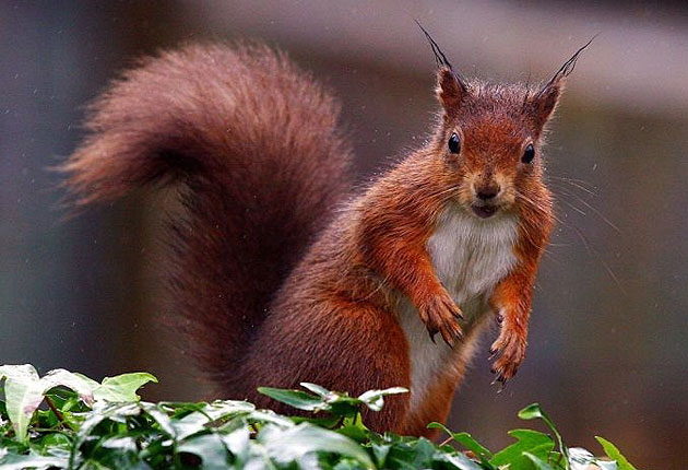 Red squirrel ‘superhighway’ planned for ambitious rewilding project in Scotland