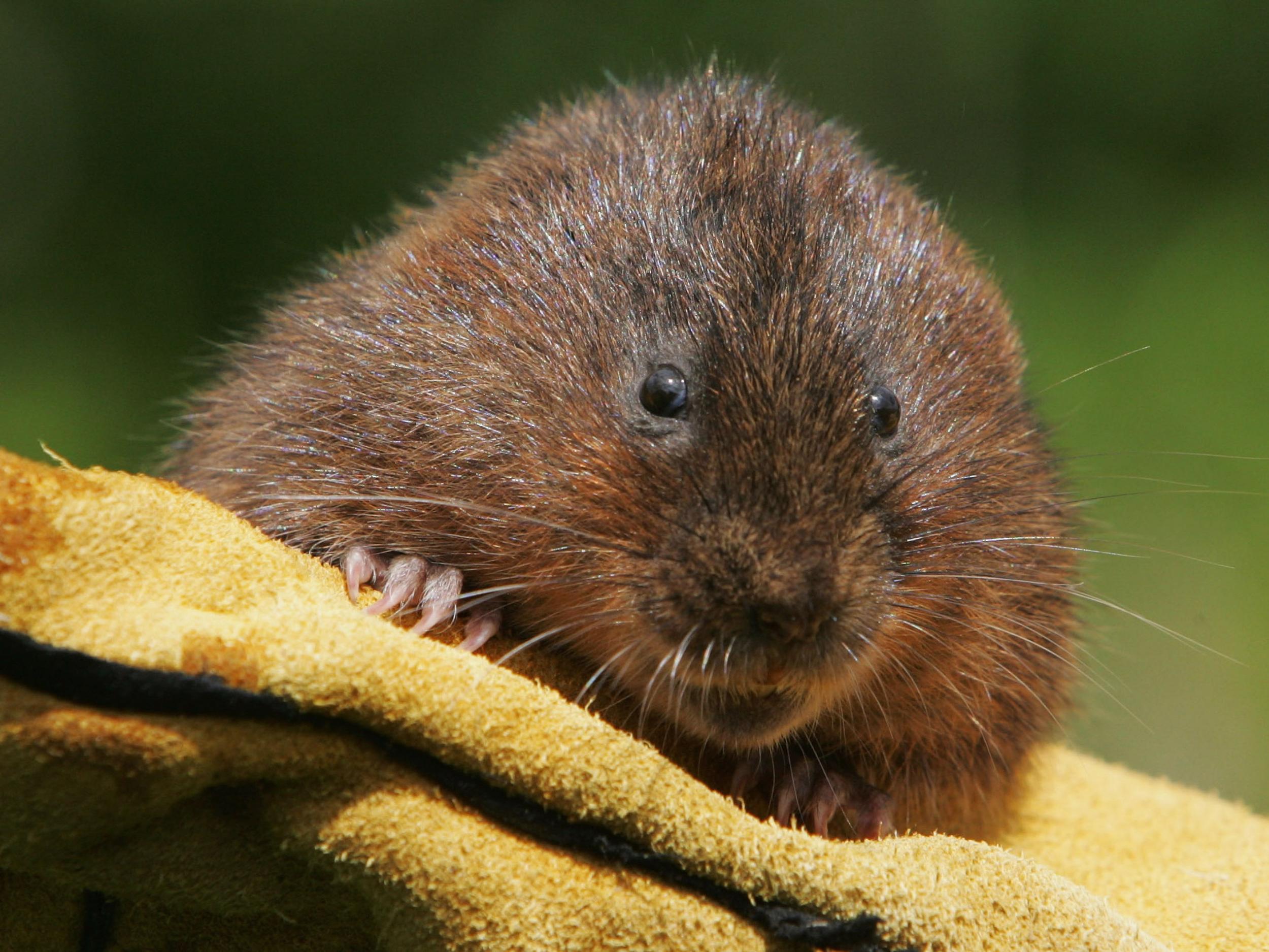 More than 100 endangered water voles released in Yorkshire