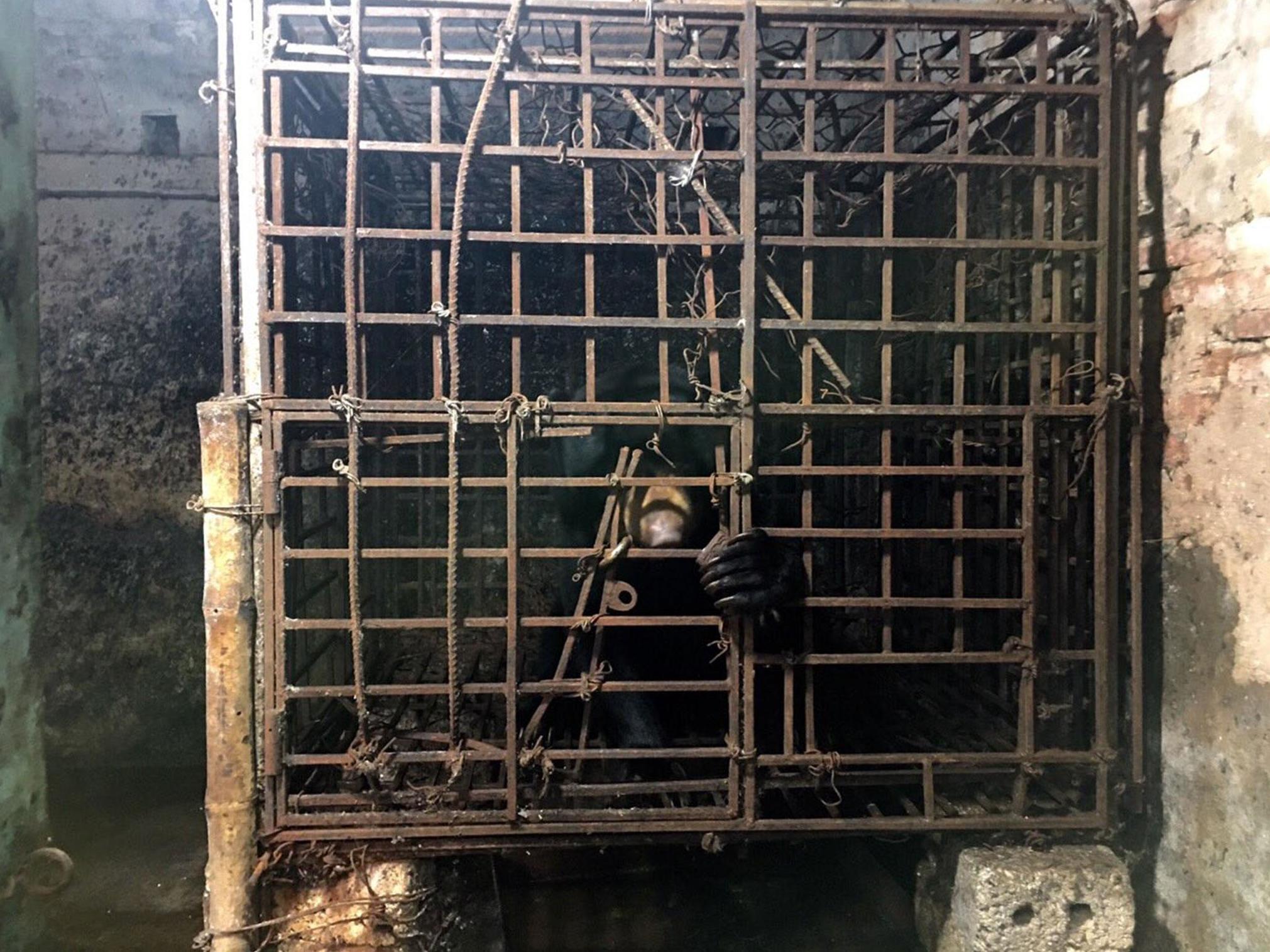 Coronavirus: China promotes bile from caged bears to treat pandemic 'caused by exploiting wildlife'